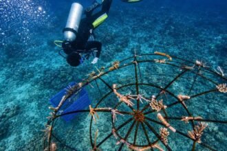 LESTARIKAN TERUMBU KARANG - PLN Icon Plus bekerja sama dengan Balai Taman Nasional Karimunjawa melaksanakan transplantasi terumbu karang menggunakan metode Biorock dan Web Spider.
