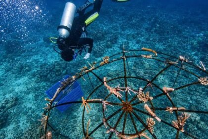 LESTARIKAN TERUMBU KARANG - PLN Icon Plus bekerja sama dengan Balai Taman Nasional Karimunjawa melaksanakan transplantasi terumbu karang menggunakan metode Biorock dan Web Spider.