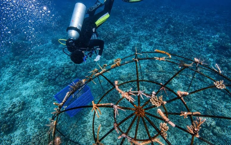 LESTARIKAN TERUMBU KARANG - PLN Icon Plus bekerja sama dengan Balai Taman Nasional Karimunjawa melaksanakan transplantasi terumbu karang menggunakan metode Biorock dan Web Spider.