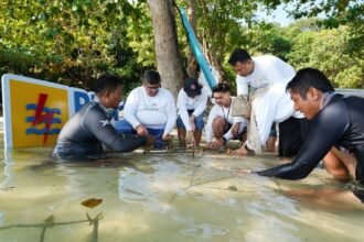 LESTARIKAN TERUMBU KARANG - PLN Icon Plus meluncurkan program TJSL Terumbu Karang Lestari untuk Laut Berkelanjutan (Terang Laut) di Karimunjawa.