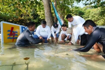 LESTARIKAN TERUMBU KARANG - PLN Icon Plus meluncurkan program TJSL Terumbu Karang Lestari untuk Laut Berkelanjutan (Terang Laut) di Karimunjawa.