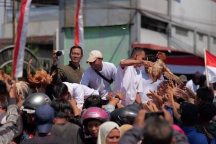 PROTES HARGA PAKAN - Peternak di Temanggung membagikan 5.000 ayam petelur kepada warga, sebagai bentuk protes atas mahalnya harga pakan ternak, Senin (10/8/2026). Menurut peternak, lebih ayam itu dibagikan kepada warga daripada mati di kandang. (*)