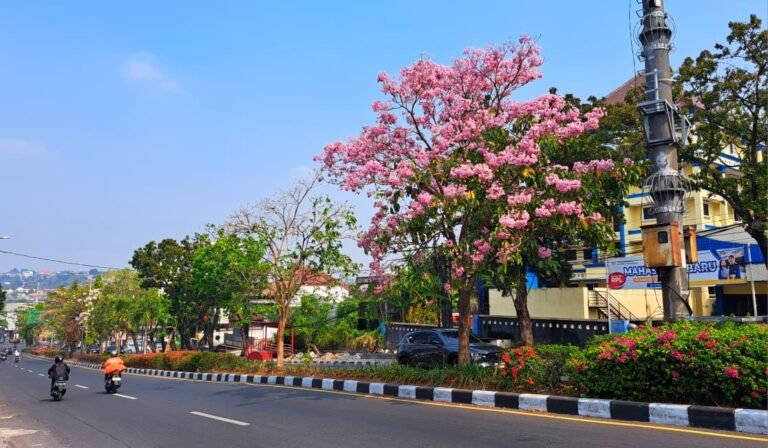 BERTABUR BUNGA--Bunga tabebuya sedang mekar di median Jalan Pamularsih Raya, Kota Semarang, Selasa (18/8/2026). (bae)