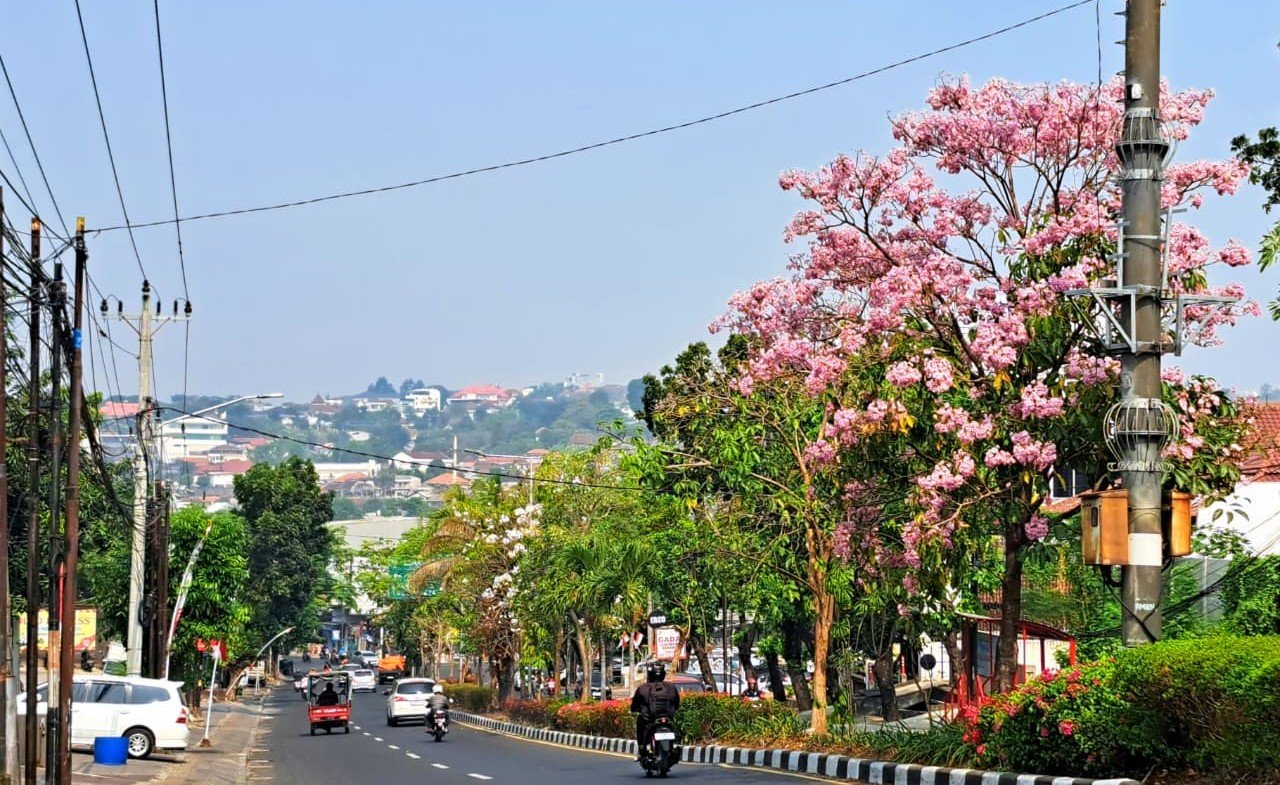 BERTABUR BUNGA--Bunga tabebuya sedang mekar di median Jalan Pamularsih Raya, Kota Semarang, Selasa (18/8/2026). (bae)