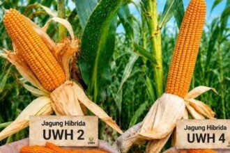 FARIETAS BARU--Dua farietas jagung baru hasil penelitian pihak Unwahas. (ist)
