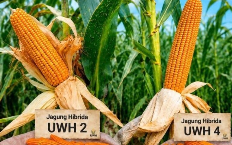 FARIETAS BARU--Dua farietas jagung baru hasil penelitian pihak Unwahas. (ist)