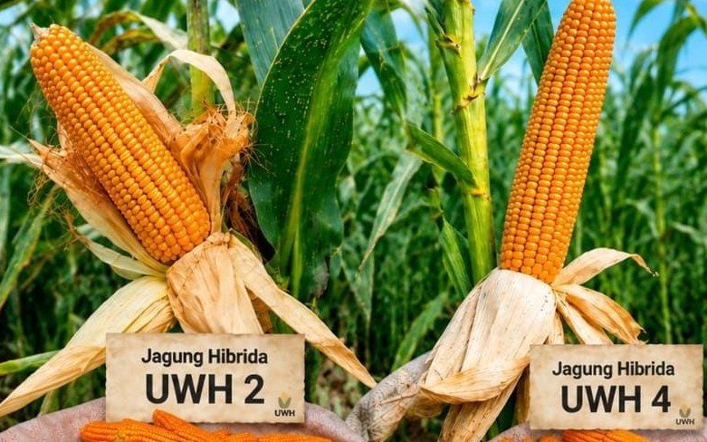 FARIETAS BARU--Dua farietas jagung baru hasil penelitian pihak Unwahas. (ist)
