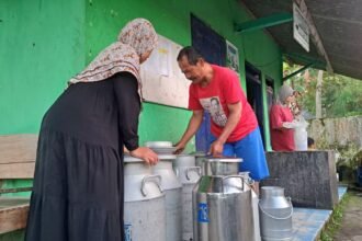 KUMPULKAN SUSU--Pengurus Kelompok Sengkut Makaryo mengumpulkan susu sapi hasil setoran peternak di lereng Gunung Merapi, Sleman, Minggu (9/8/2026). (bae)