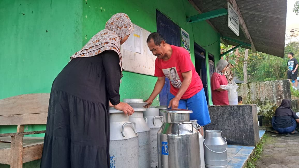 KUMPULKAN SUSU--Pengurus Kelompok Sengkut Makaryo mengumpulkan susu sapi hasil setoran peternak di lereng Gunung Merapi, Sleman, Minggu (9/8/2026). (bae)