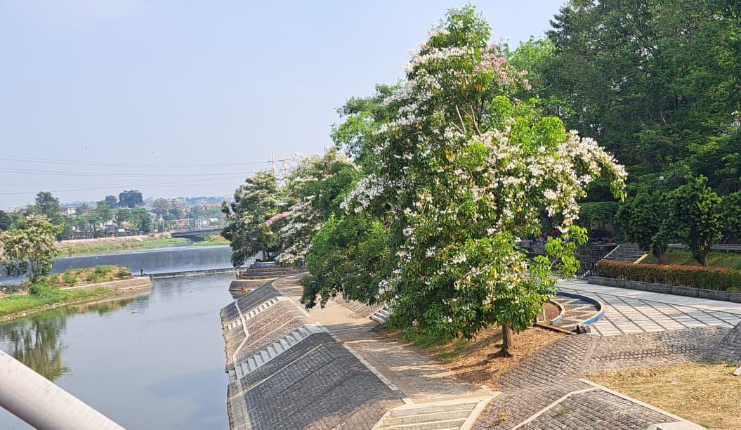 BERTABUR BUNGA--Bunga tabebuya sedang mekar di Taman Sungai Banjir Kanal Barat Semarang, Selasa (18/8/2026). (bae)