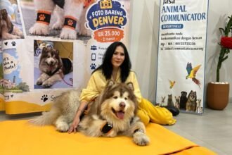 ANJING RAKSASA - Denver seekor anjing berjenis Alaskan Malamute berusia 2 tahun asal Semarang dengan bobot sekitar 70 kilogram Foto bersama pemilik Lily Harts, Minggu (27/9/2026). (dul)