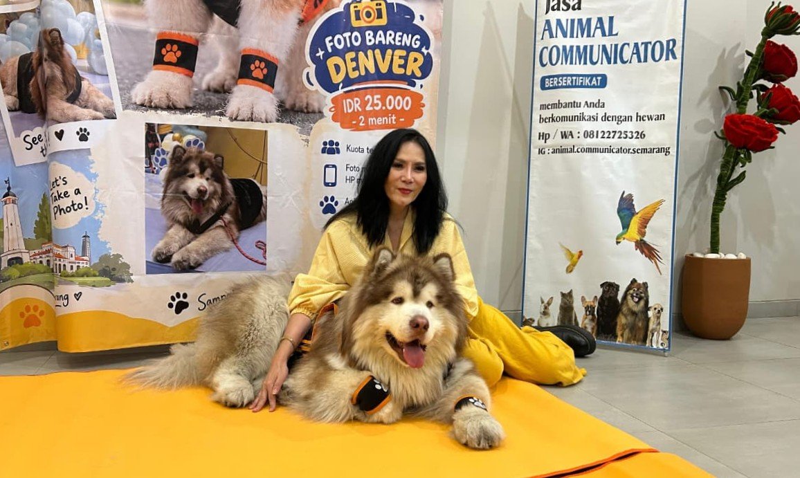 ANJING RAKSASA - Denver seekor anjing berjenis Alaskan Malamute berusia 2 tahun asal Semarang dengan bobot sekitar 70 kilogram Foto bersama pemilik Lily Harts, Minggu (27/9/2026). (dul)