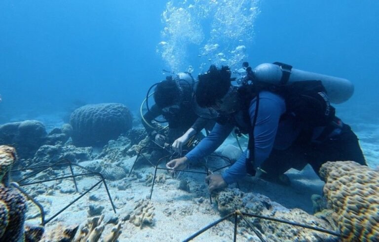 TANAM BIBIT--Petugas sedang menanam bibit karang di perairan Tanjung Gelam, Taman Nasional Karimunjawa, Jepara. (ist)