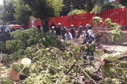 POHON TUMBANG--Petugas membersihkan pohon yang tumbang di Jalan Pandanaran Semarang, Jumat (4/9/2026). (ist)