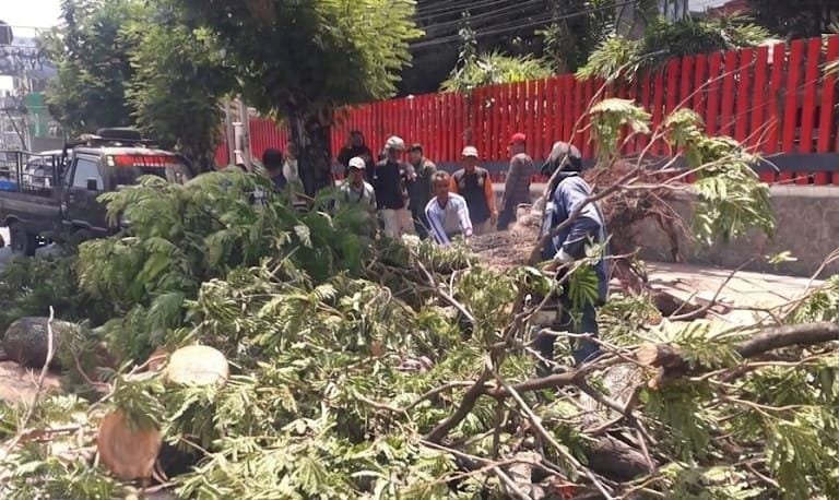 POHON TUMBANG--Petugas membersihkan pohon yang tumbang di Jalan Pandanaran Semarang, Jumat (4/9/2026). (ist)