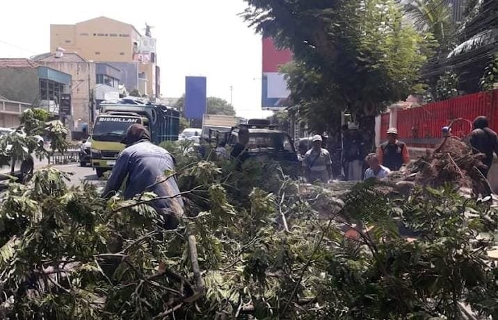 POHON TUMBANG--Petugas membersihkan pohon yang tumbang di Jalan Pandanaran Semarang, Jumat (4/9/2026). (ist)