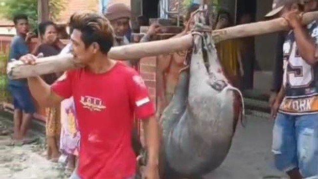 PESTA CELENG - Warga menggotong celeng besar yang masuk Masjid Agung An Nur di Dukuh Selogender, Desa Gempol, Kecamatan Jati, Blora, Jawa Tengah, Rabu (21/10/2026). Celeng itu ditembak mati, dagingnya kemudian dibagikan ke warga.